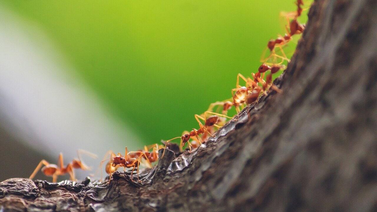 دانشمندان تعداد مورچه‌های کره زمین را 20 کوادریلیون تخمین زدند