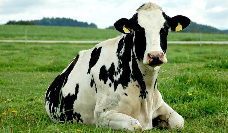 شبیه‌سازی سه ابر گاو در چین با امکان تولید 18 تن شیر در سال