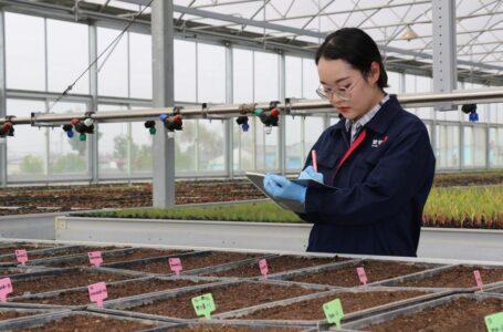 محققان چینی در حال آزمایش دانه‌های پرورش یافته در فضا هستند